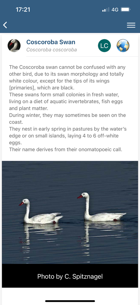 Birds of Patagonia - Detailed entry for the Coscoroba Swan in the Birds of Patagonia mobile app including a description and photo.