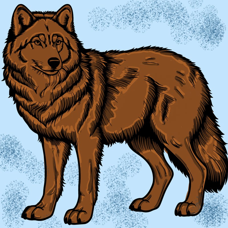 realistic wolf
