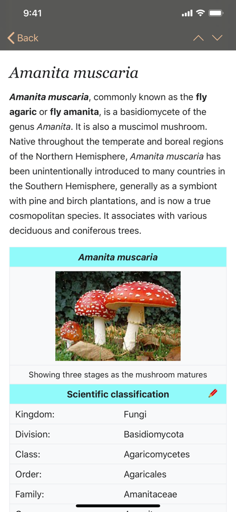 Fungi - Detailed scientific classification and photos of Amanita muscaria on the Fungi identification app.