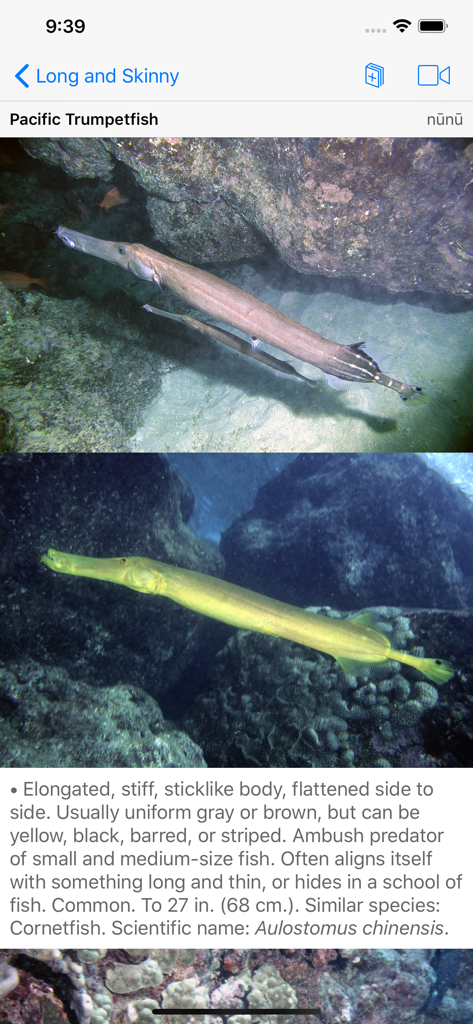 Species profile for the Pacific Trumpetfish in the Scuba Fish Hawaii app with photos and descriptions