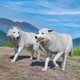Wolf Simulator Jungle 3D Game