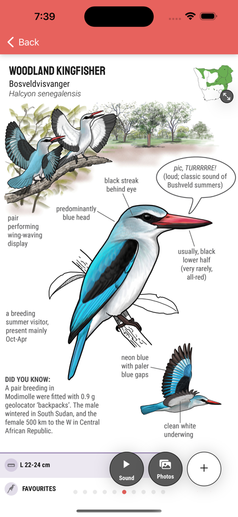 Firefinch - Illustrated identification guide for the Woodland Kingfisher in the Firefinch app.