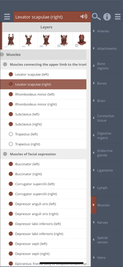 Primal's 3D Head & Neck - Interface of Primal's 3D Head and Neck app showing a systemic list of muscles and anatomical layer options.