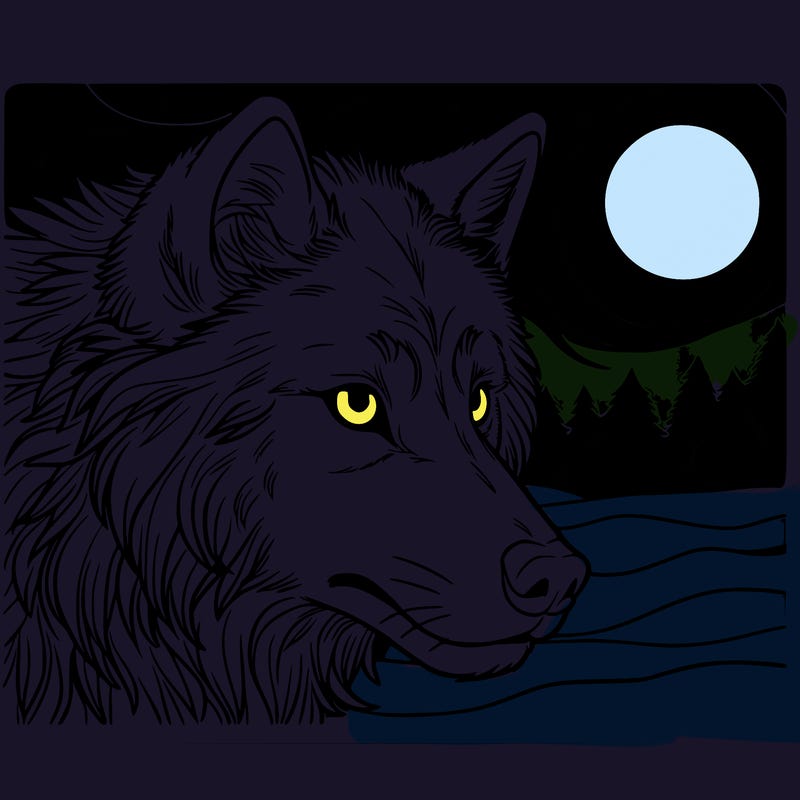 wolf at night closeup
