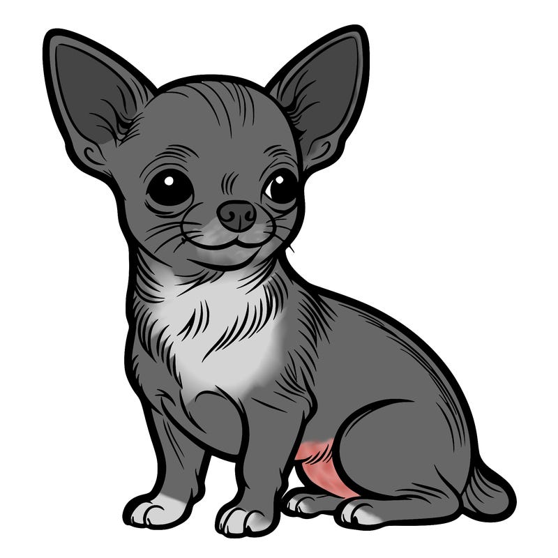 chihuahua