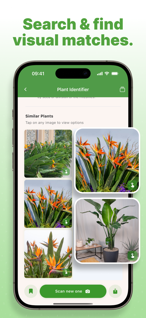 Eine Smartphone-Oberfläche, die die visuelle Suchfunktion der Plant AI App zeigt und ähnliche Bilder von Paradiesvogelblumen anzeigt.
