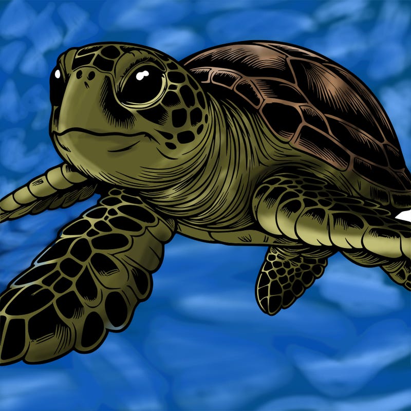 realistic sea turtle