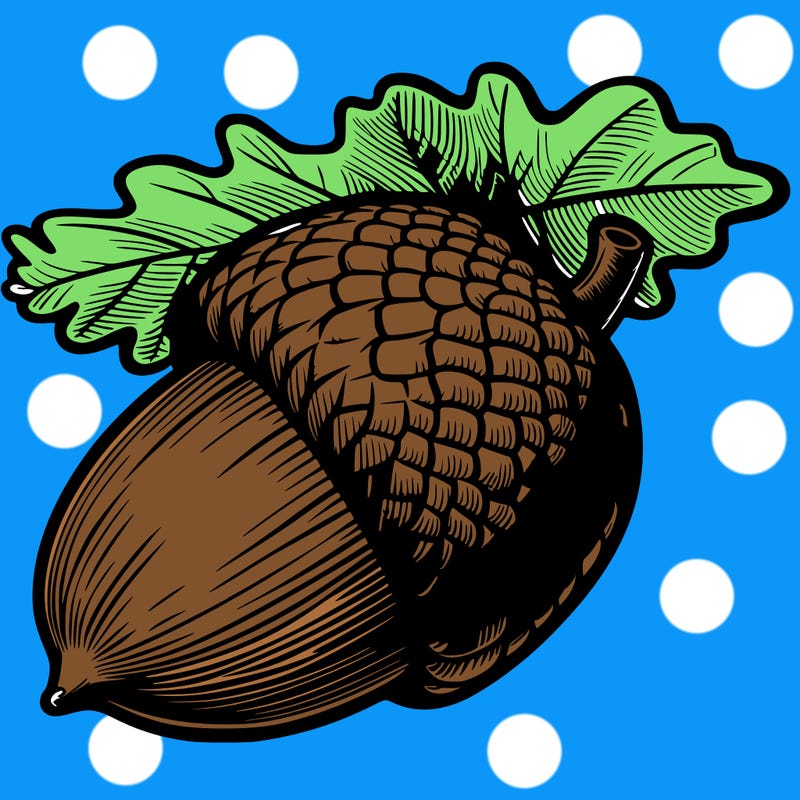 realistic acorn