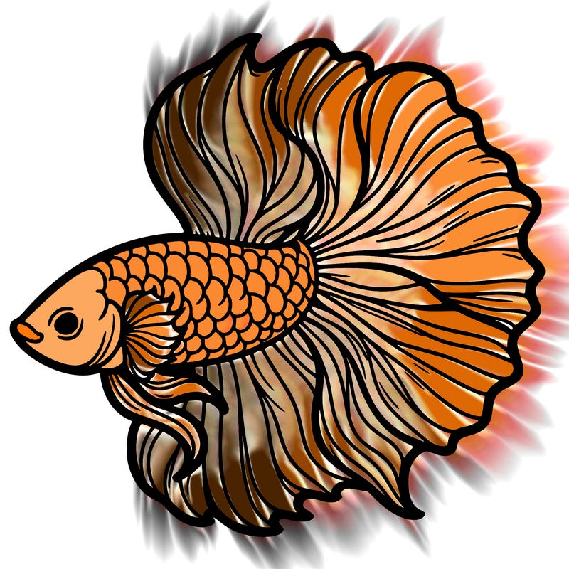 betta fish