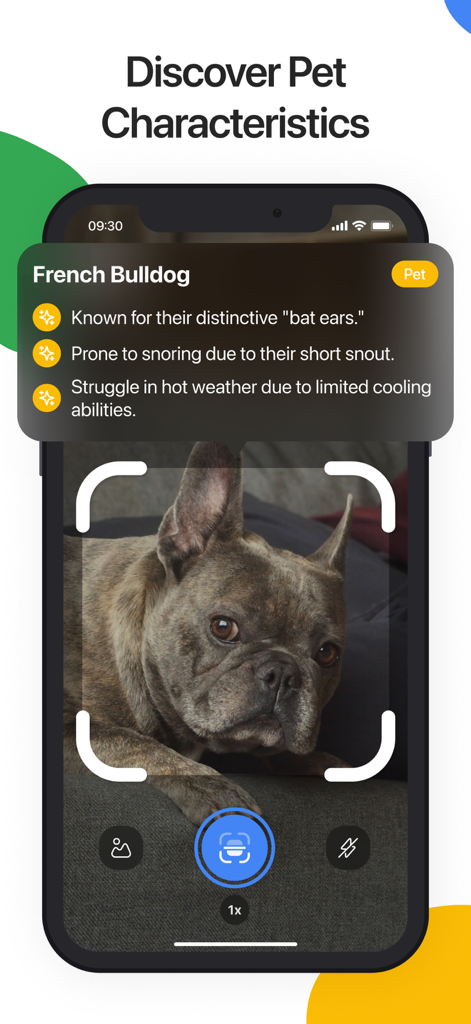 Lens Scan app identifying a French Bulldog and providing breed information