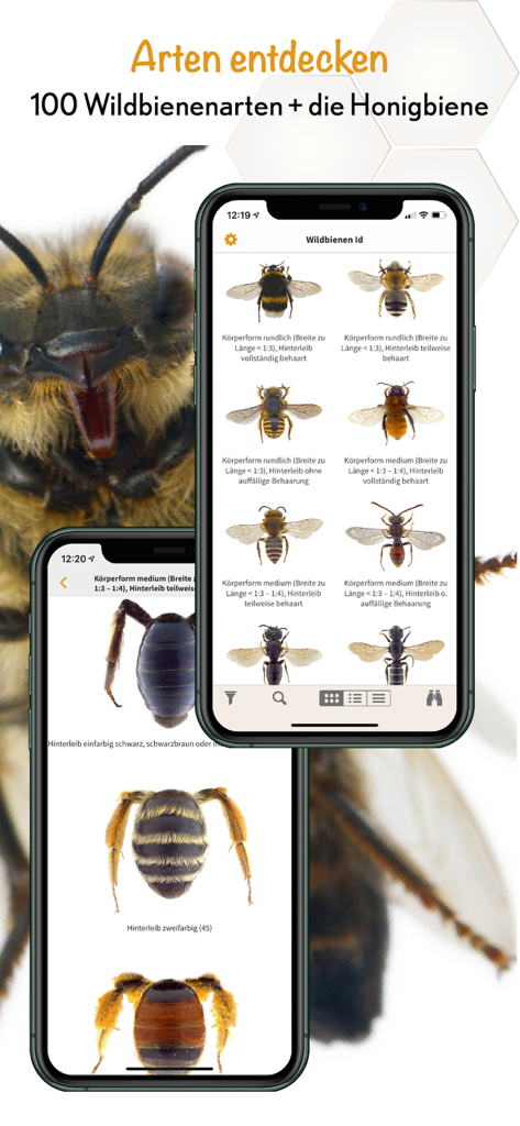 Wildbienen-Identifizierungs-App mit einer Arten-Galerie und detaillierten Makrobildern von Bienen