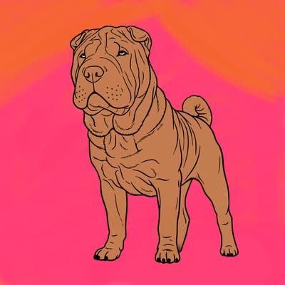 sharpei