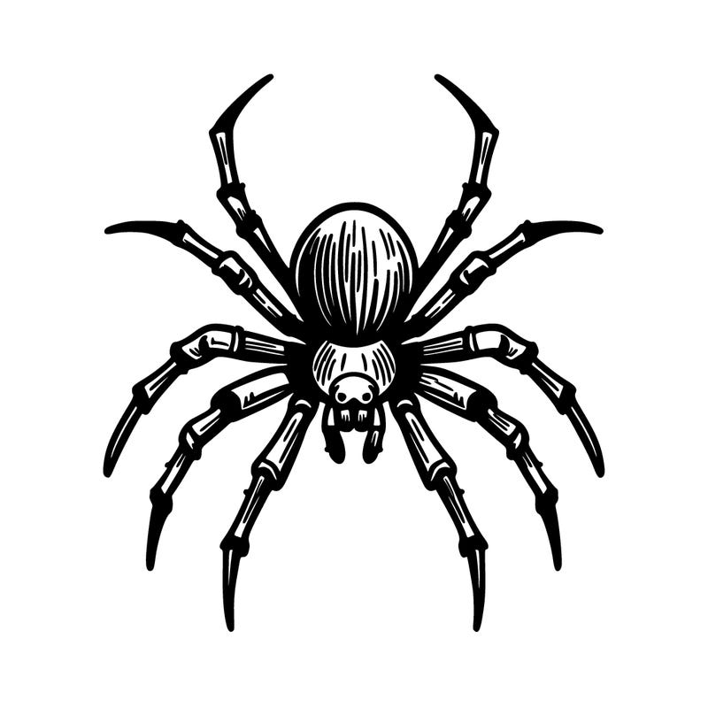 spider