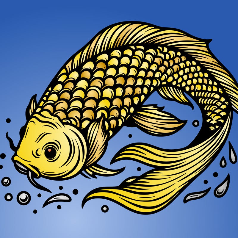 beautiful koi fish