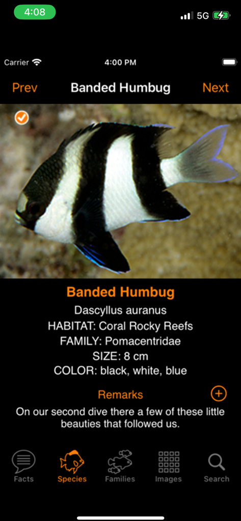 Species detail page for the Banded Humbug fish in the Marine Fish Maldives app showing scientific name, habitat, and user remarks