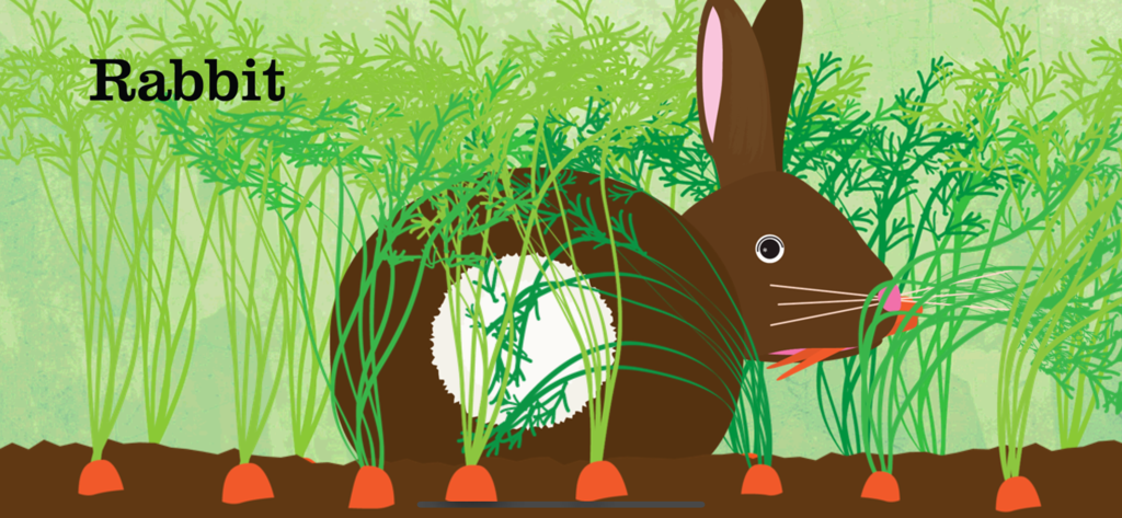 Peekaboo Barn :Peek-a-Zoo Farm - A brown rabbit eating a carrot in a carrot field with the text Rabbit