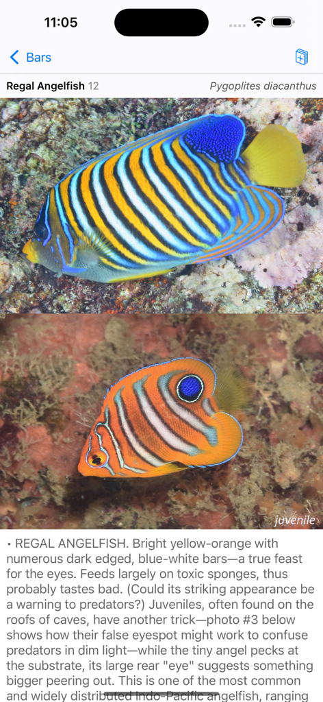 Philippines Fish ID - Detailed species profile of the Regal Angelfish featuring adult and juvenile photos.