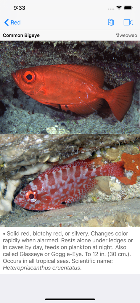 Species profile for the Common Bigeye fish in the Scuba Fish Hawaii app showing color variations and scientific data