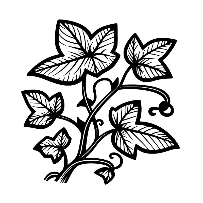 ivy