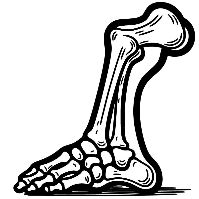a leg bone