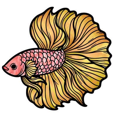 betta fish