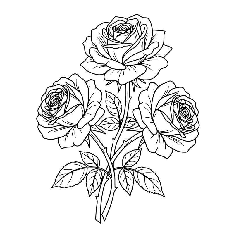 gorgeous set of 3 fully bloomed roses