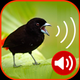 Birds Ringtones