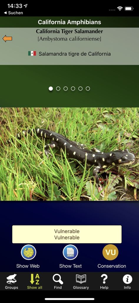 California Amphibians - Species page for a California Tiger Salamander in the California Amphibians mobile app