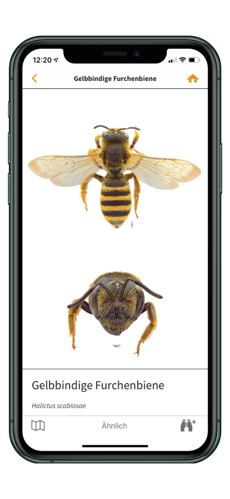 Wildbienen-Identifizierungsbildschirm mit Makroaufnahmen einer Halictus scabiosae