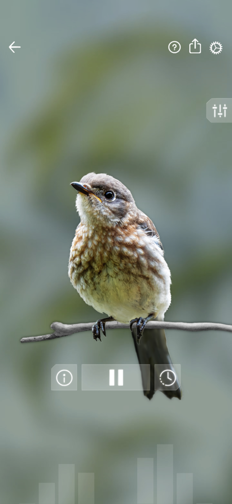 Bird Sounds Relax - Un uccello appollaiato su un ramo nell'interfaccia del lettore dell'app Bird Sounds Relax con controlli audio.