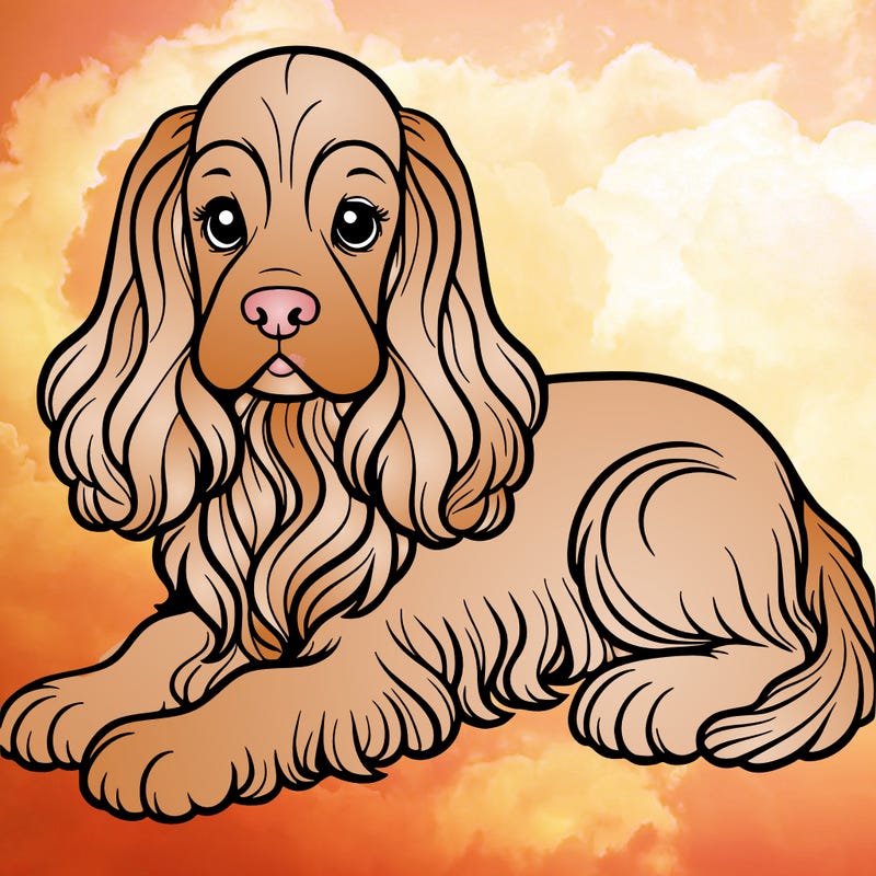 cocker spaniel