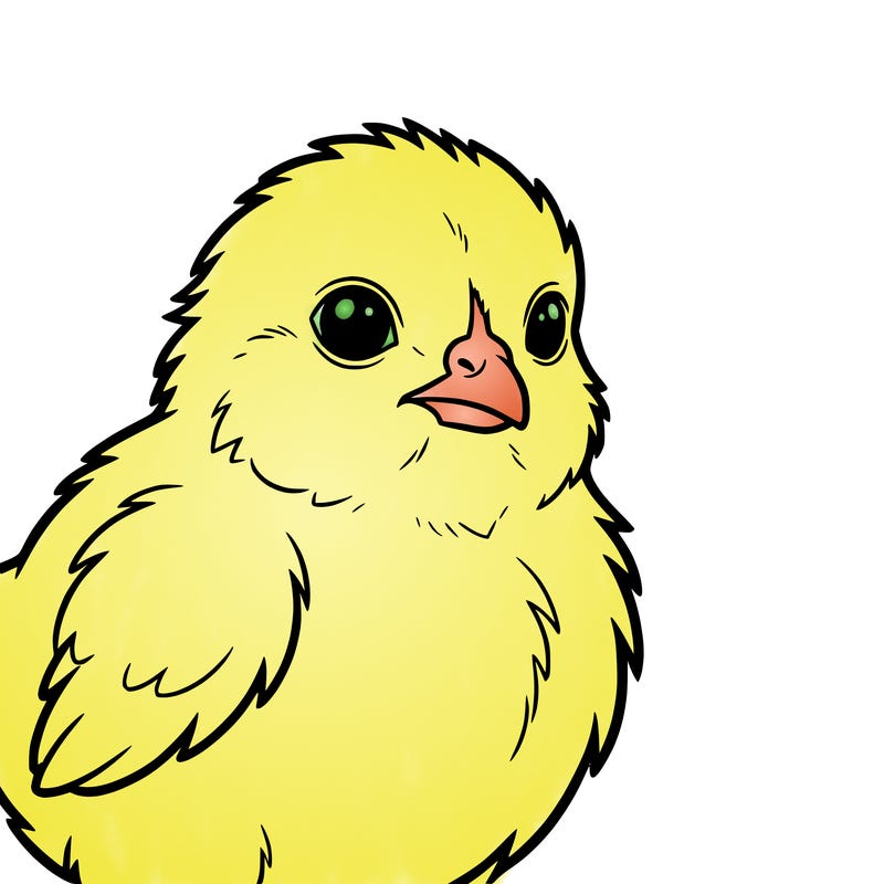 baby chicken