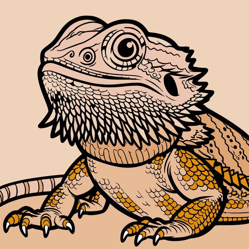 bearded dragon