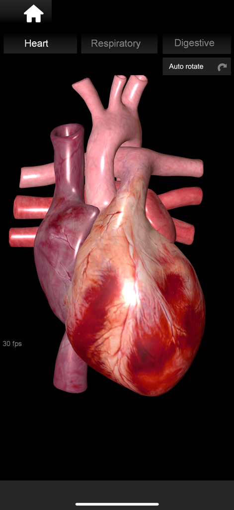 Modelo 3D detallado de un corazón humano dentro de la aplicación de anatomía Organs 3D.