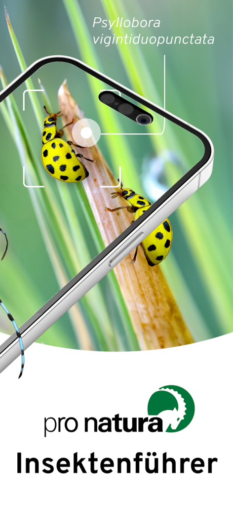 Smartphone identifying a yellow ladybird using the Pro Natura insect identification app.