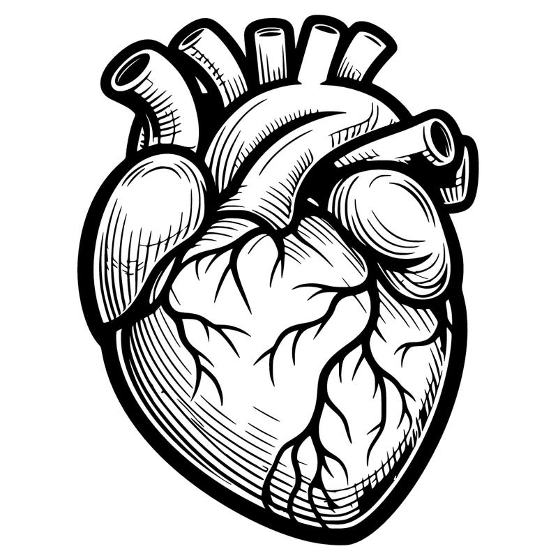realistic heart
