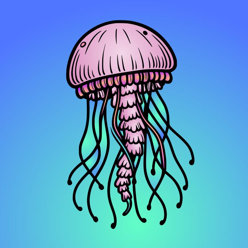 jellyfish