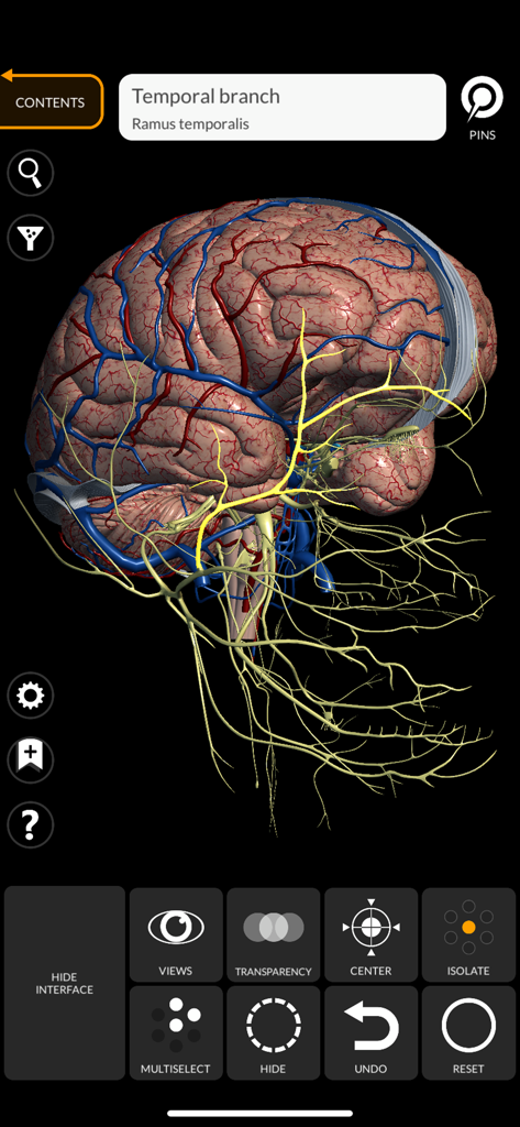 Anatomy 3D Atlas - Detailed 3D model of the human brain and nervous system showing the temporal branch in the Anatomy 3D Atlas app.