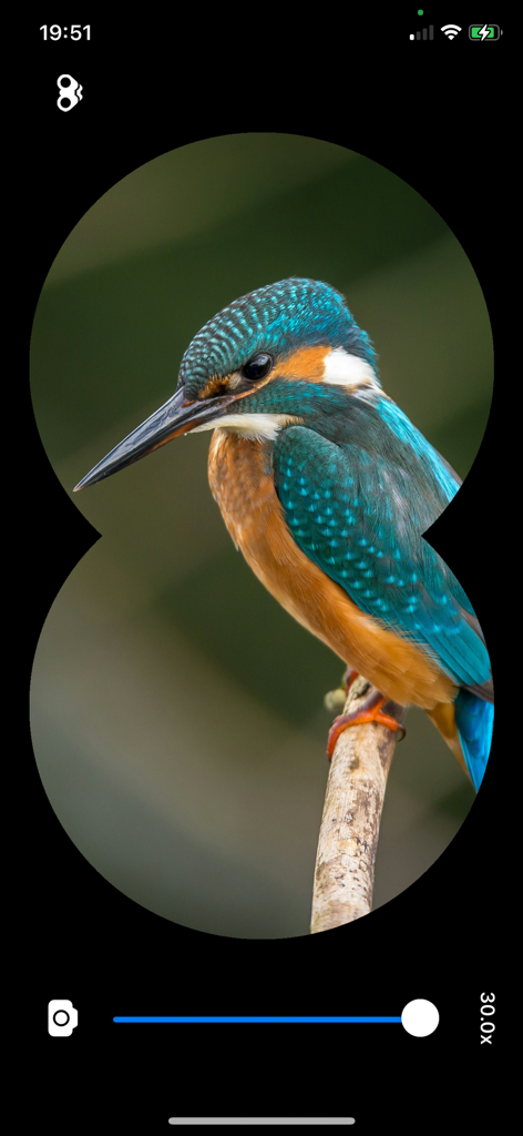 Digital Binoculars-Zoom Camera - A close up view of a kingfisher bird through a digital binocular app interface with 30x zoom magnification