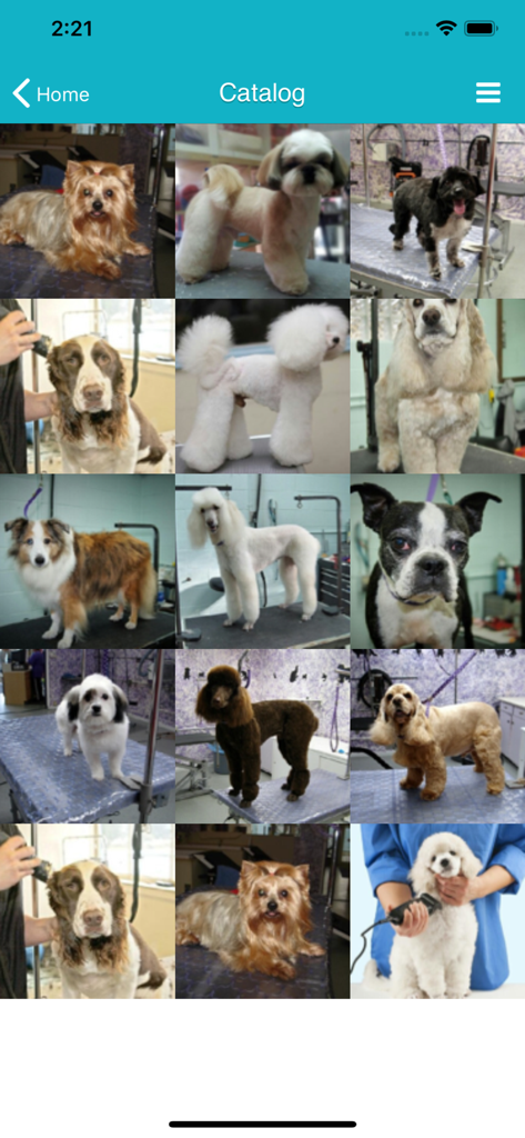 TapGroom - Pet Grooming Salon - TapGroomアプリのカタログ画面。トリミングされた犬の写真のグリッドが表示されています