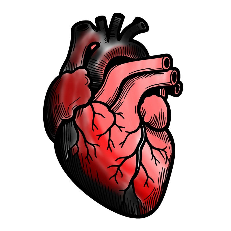 a realistic human heart