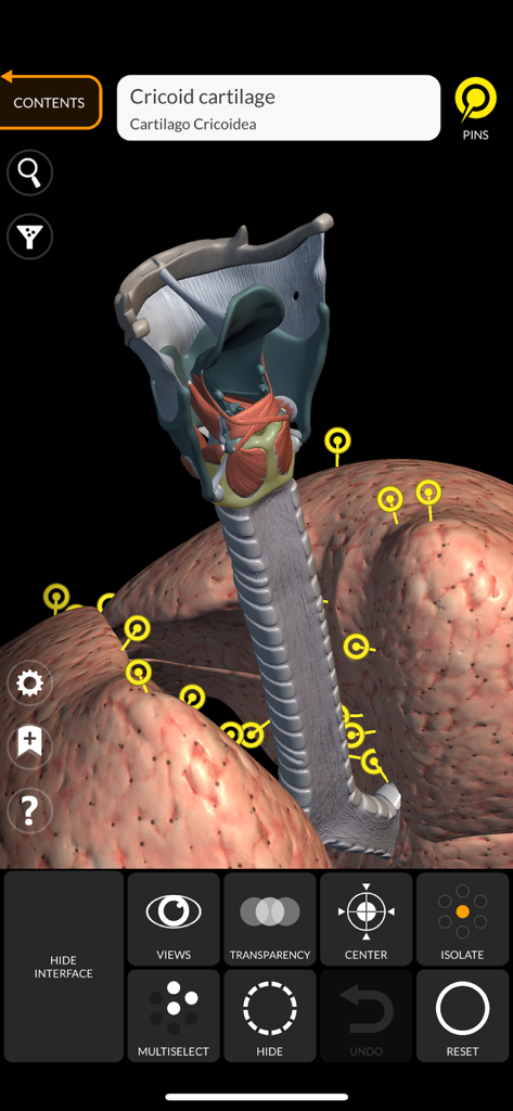 A 3D interactive model of the human respiratory system highlighting the cricoid cartilage with anatomical labels and interactive pins.