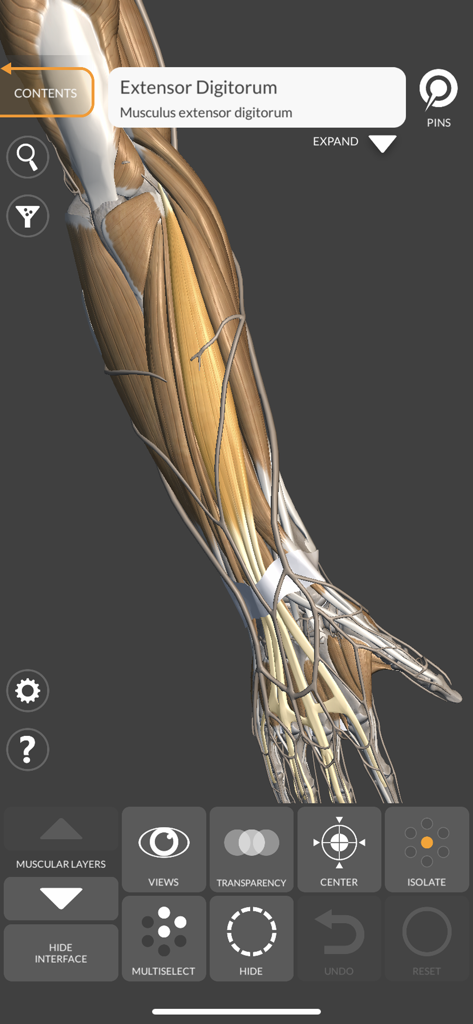 A 3D anatomical model of a human forearm and hand with the Extensor Digitorum muscle highlighted and labeled in the 3D Anatomy for the Artist app interface.