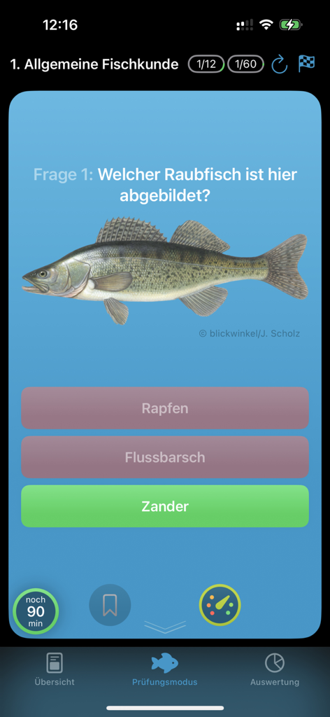 A fish identification quiz question in the Angeltrainer Sachsen app showing a Zander