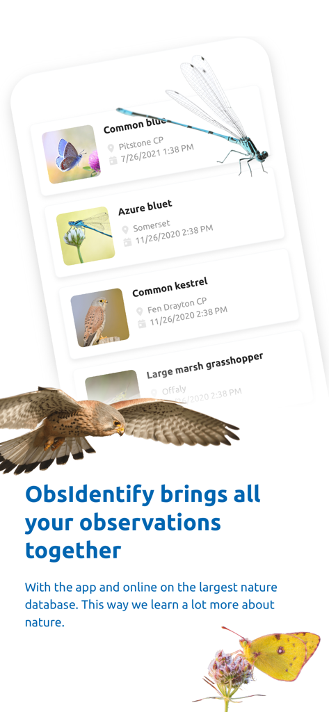 Screenshot der ObsIdentify-App, der eine Liste aufgezeichneter Naturbeobachtungen zeigt, darunter einen Schmetterling, eine Libelle und einen Turmfalken.