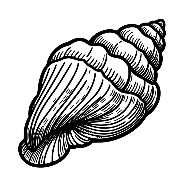 sea shell