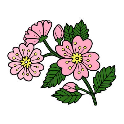 flowers_11