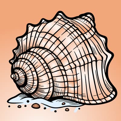 sea shell