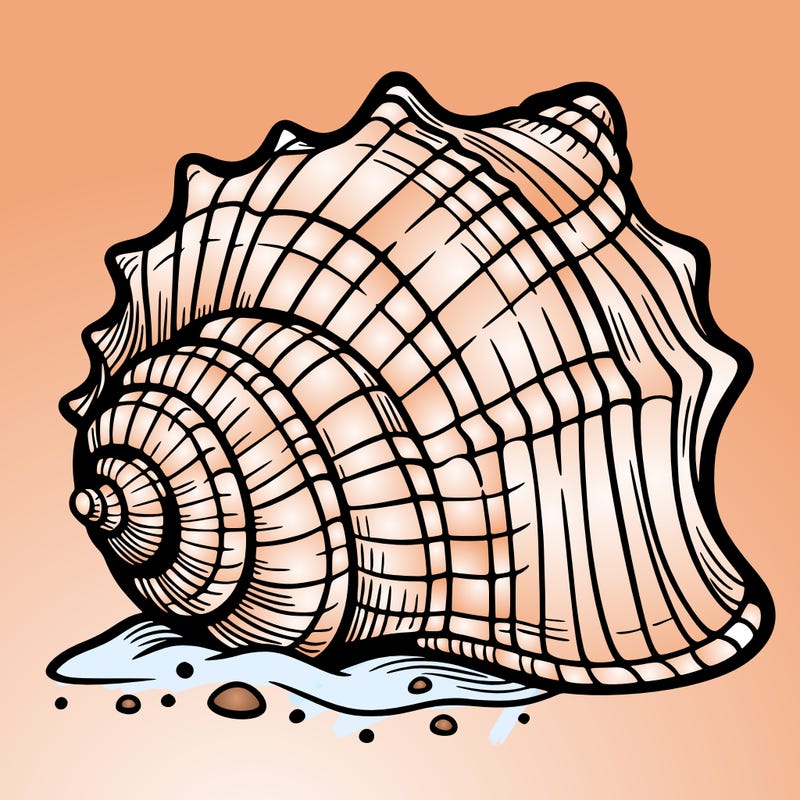 sea shell