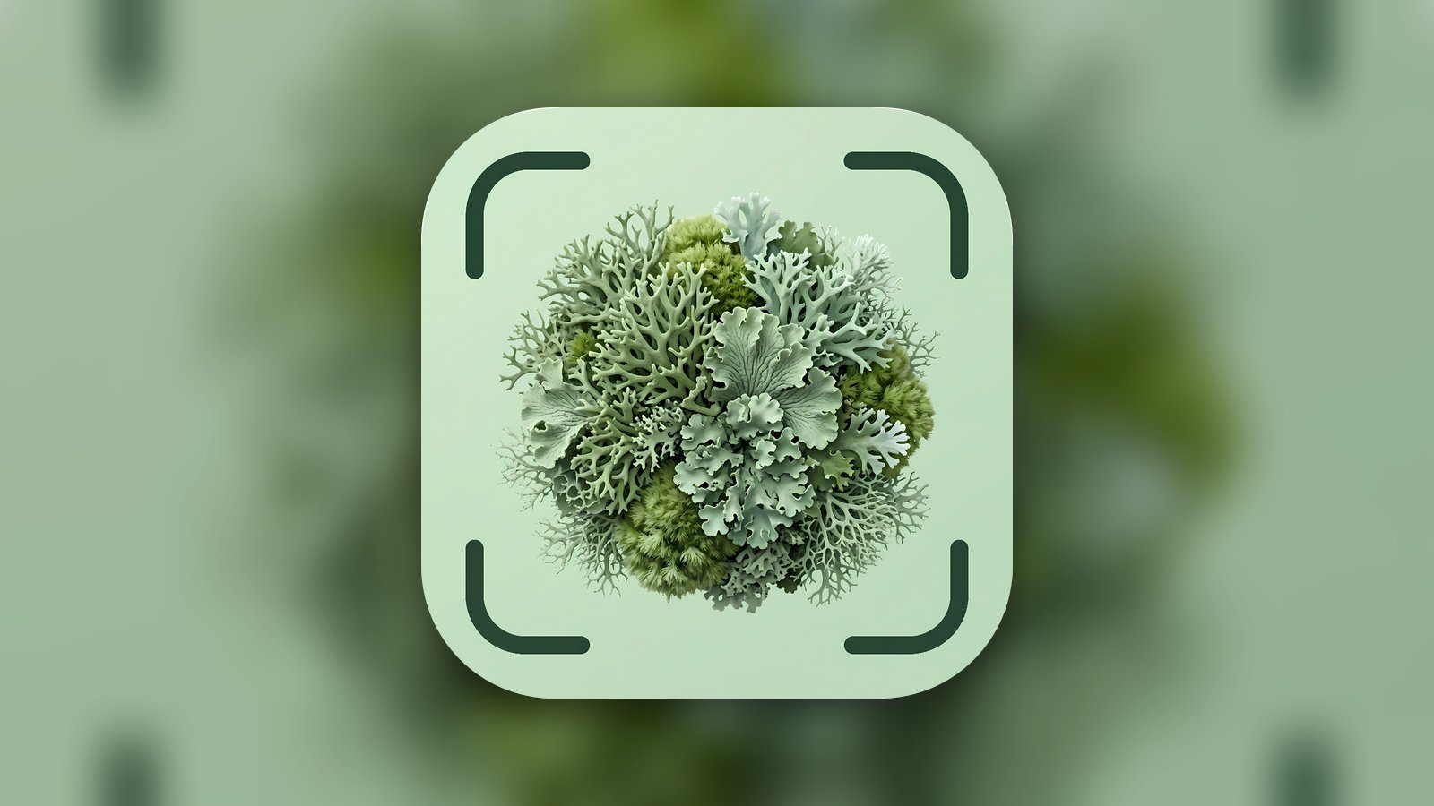 Lichenly – Lichen Identifier - Education App | MWM